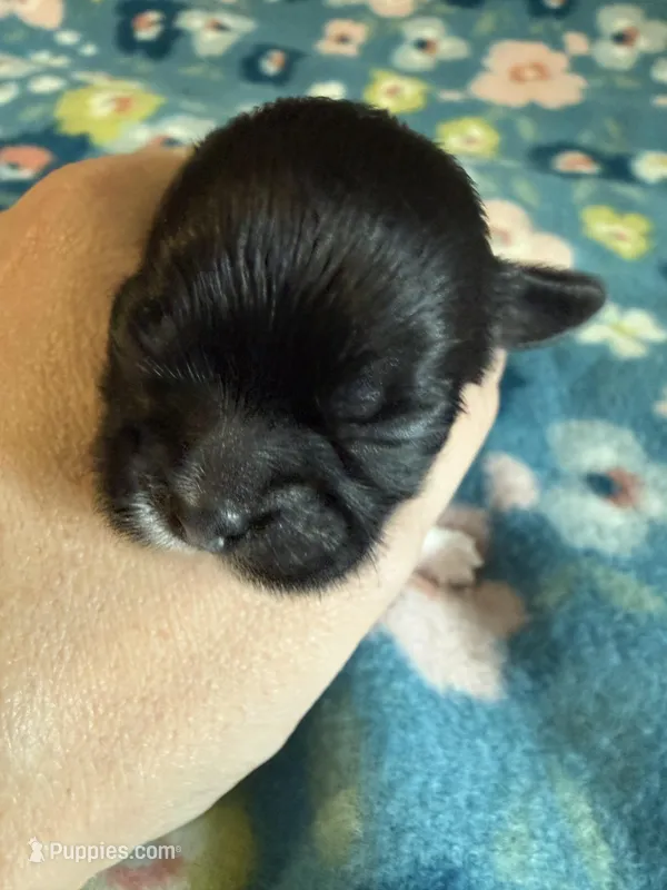 Nikita’s Female 2 – Shih Tzu puppy for sale in Holcombe, WI