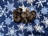 Nikita’s Female 2, a female Shih Tzu for sale in Holcombe, WI – Photo 3 of 5