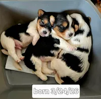 Biewer Yorkie Female 2, a female Biewer for sale in Holcombe, WI – Photo 4 of 5