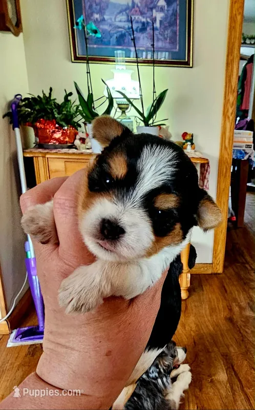 Biewer Yorkie Female 2 – Biewer puppy for sale in Holcombe, WI