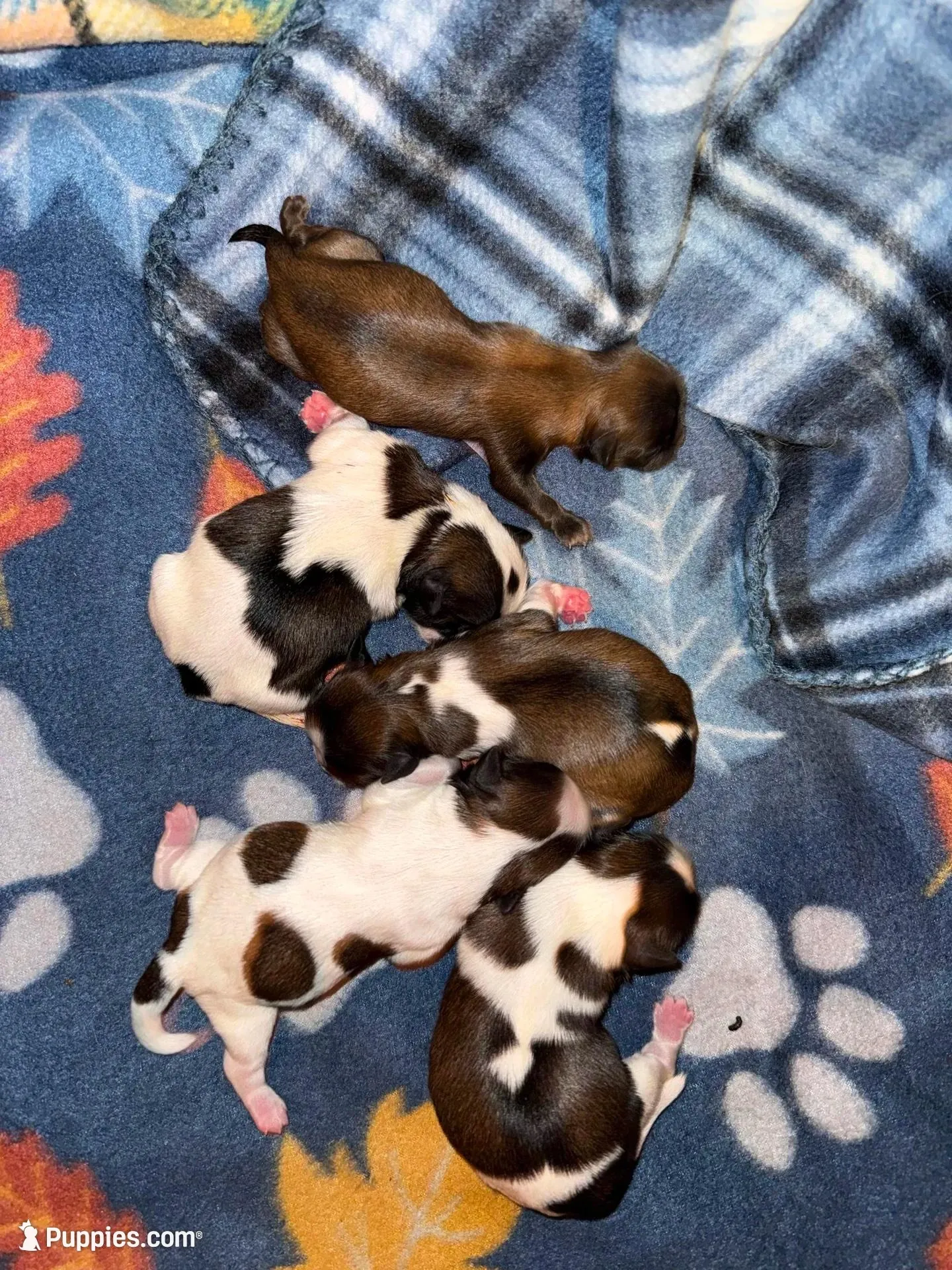 Tatiana’s first litter – Shih Tzu puppy for sale in Holcombe, WI
