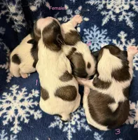 Tatiana’s female 1, a female Shih Tzu for sale in Holcombe, WI – Photo 4 of 6