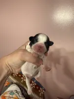 Tatiana’s female 1, a female Shih Tzu for sale in Holcombe, WI – Photo 1 of 6