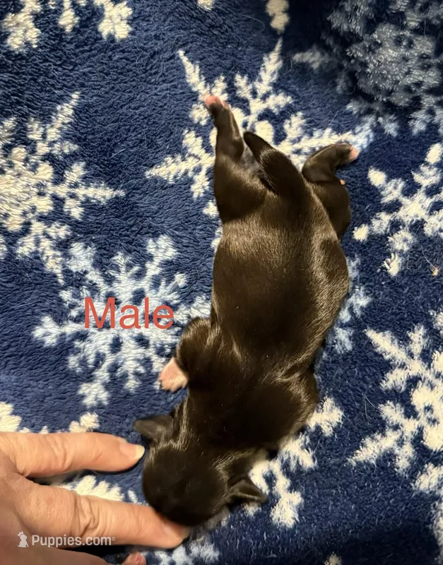 Nikita’s Male – Shih Tzu puppy for sale in Holcombe, WI