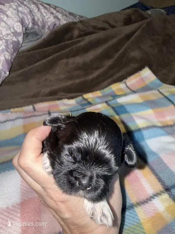 Nikita’s Male – Shih Tzu puppy for sale in Holcombe, WI