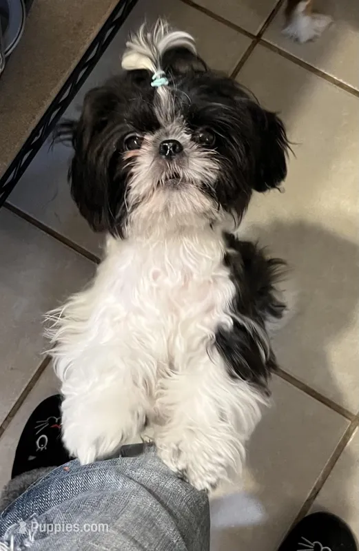 Nikita’s first litter – Shih Tzu puppy for sale in Holcombe, WI