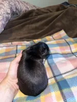 Nikita’s Male, a male Shih Tzu for sale in Holcombe, WI – 6 of 6
