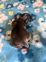 Nikita’s Male, a male Shih Tzu for sale in Holcombe, WI – 5 of 6