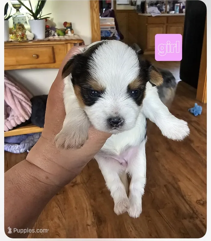 BIEWER YORKIE FEMALE  – Biewer puppy for sale in Holcombe, WI