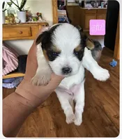BIEWER YORKIE FEMALE , a female Biewer for sale in Holcombe, WI – 1 of 6