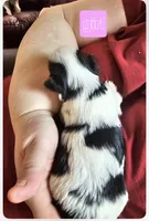 BIEWER YORKIE FEMALE , a female Biewer for sale in Holcombe, WI – 3 of 6