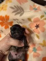 Tatiana’s Male 1, a male Shih Tzu for sale in Holcombe, WI – Photo 3 of 5