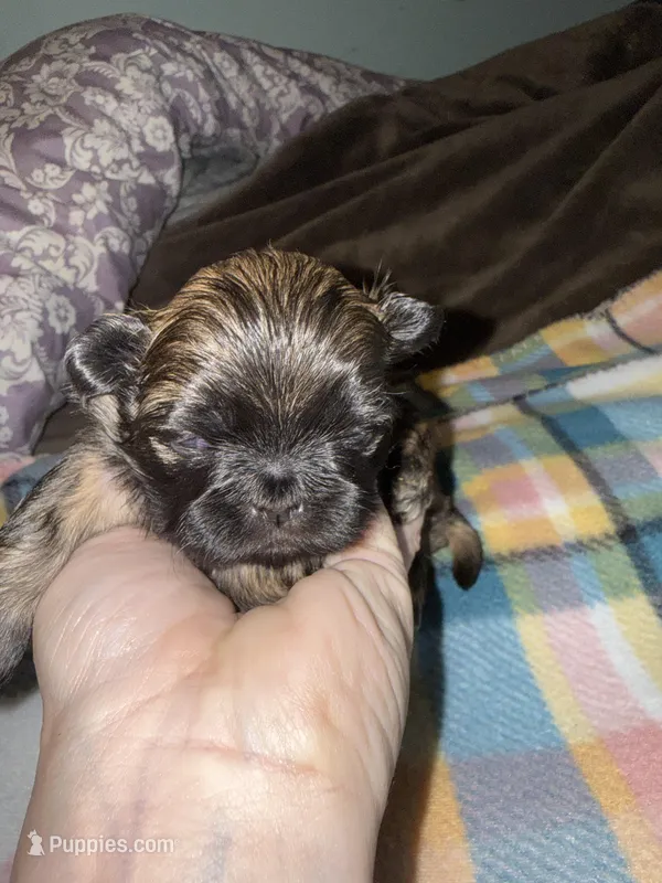 Tatiana’s Male 1 – Shih Tzu puppy for sale in Holcombe, WI