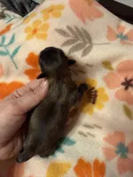 Tatiana’s Male 1, a male Shih Tzu for sale in Holcombe, WI – Photo 2 of 5