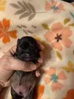 Tatiana’s Male 1, a male Shih Tzu for sale in Holcombe, WI – Photo 1 of 5