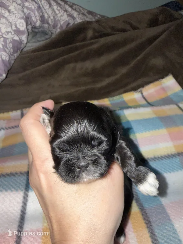 Nikita’s Female 1 – Shih Tzu puppy for sale in Holcombe, WI