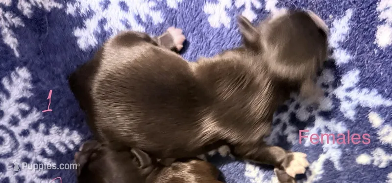 Nikita’s Female 1 – Shih Tzu puppy for sale in Holcombe, WI