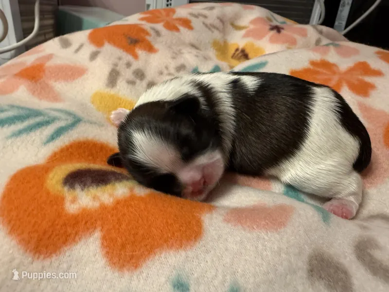 Tatiana’s Female 3 – Shih Tzu puppy for sale in Holcombe, WI