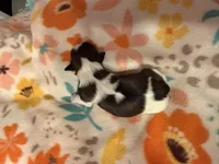 Tatiana’s Female 3, a female Shih Tzu for sale in Holcombe, WI – Photo 7 of 7