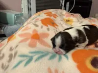 Tatiana’s Female 3, a female Shih Tzu for sale in Holcombe, WI – Photo 2 of 7