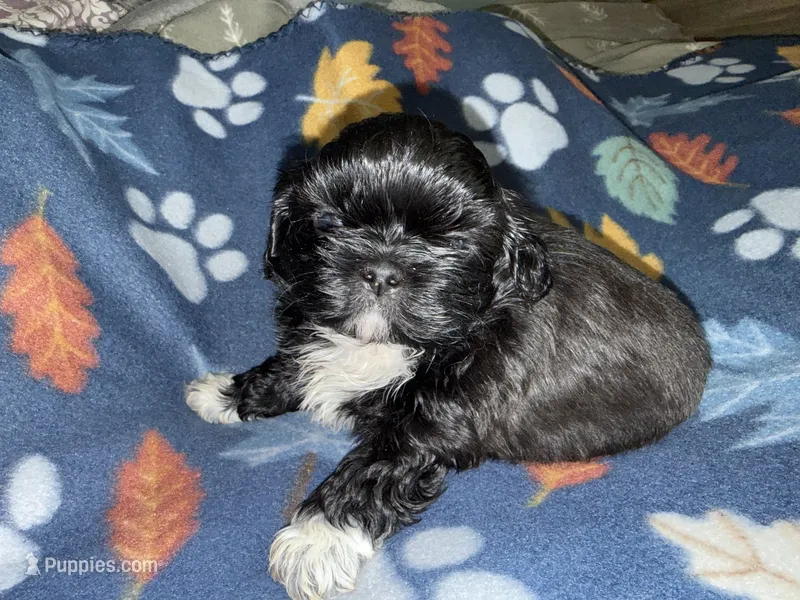 Nikita’s Male – Shih Tzu puppy for sale in Holcombe, WI