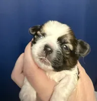 Huey, a male Shih Tzu for sale in Holcombe, WI – Photo 1 of 2