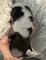 Huey, a male Shih Tzu for sale in Holcombe, WI – Photo 2 of 2