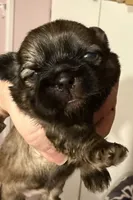 Daisy, a female Shih Tzu for sale in Holcombe, WI – Photo 1 of 2