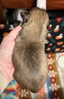 Daisy, a female Shih Tzu for sale in Holcombe, WI – Photo 2 of 2