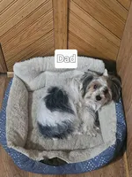 BIEWER YORKIE MALE, a male Biewer for sale in Holcombe, WI – Photo 5 of 5