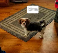 BIEWER YORKIE MALE, a male Biewer for sale in Holcombe, WI – Photo 4 of 5