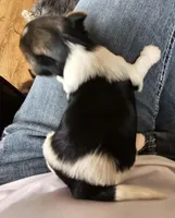 BIEWER YORKIE MALE, a male Biewer for sale in Holcombe, WI – Photo 2 of 5