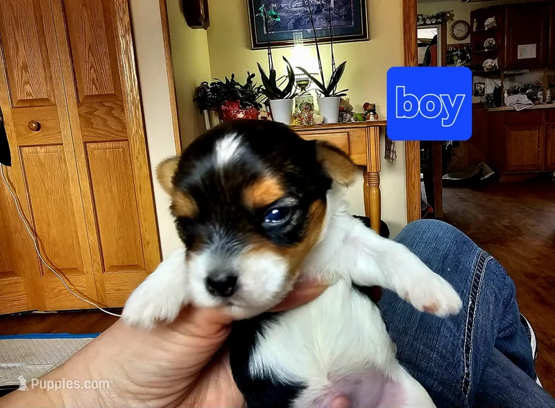 BIEWER YORKIE MALE, a male Biewer for sale in Holcombe, WI – Photo 1 of 5