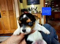 BIEWER YORKIE MALE, a male Biewer for sale in Holcombe, WI – Photo 1 of 5