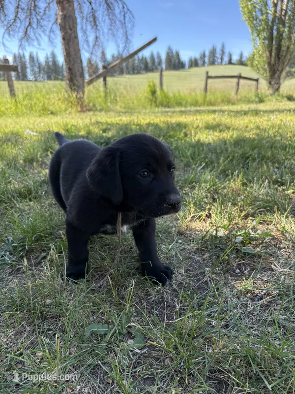 No name – Bernese Mountain Dog, Labrador Retriever puppy for sale in Kendrick, ID