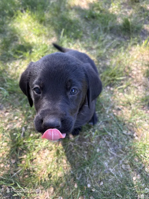 No name – Bernese Mountain Dog, Labrador Retriever puppy for sale in Kendrick, ID