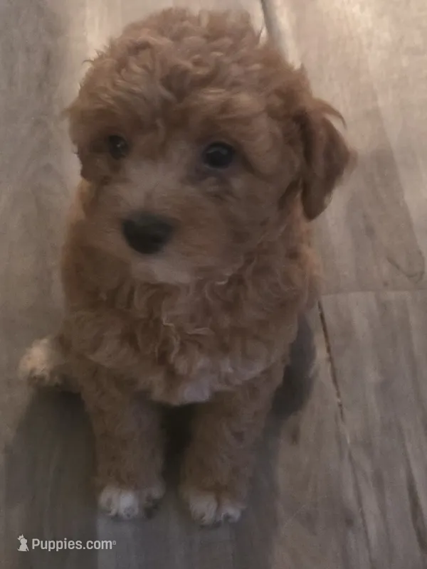 Buddy – Miniature Goldendoodle puppy for sale in Berlin, WI