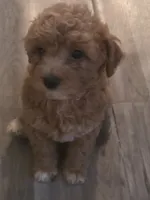 Buddy, a male Miniature Goldendoodle for sale in Berlin, WI – 1 of 1