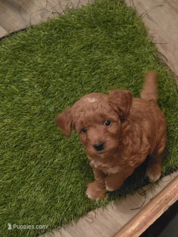Ruby – Miniature Goldendoodle puppy for sale in Berlin, WI