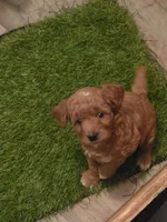 Ruby, a female Miniature Goldendoodle for sale in Berlin, WI – 1 of 1
