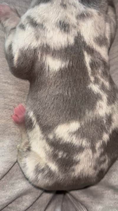 Celean , a female American Bully for sale in Detroit, MI – 1 of 1