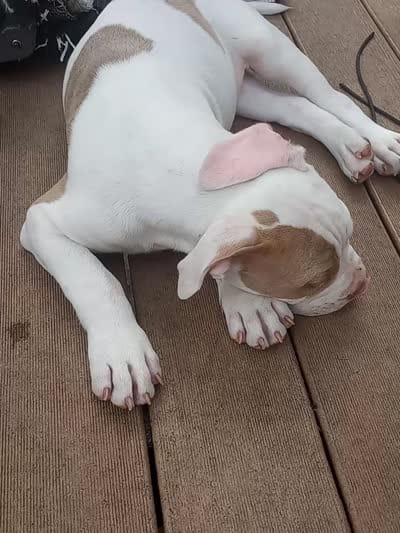 Chocolate Brown Burny, a male American Bully for sale in Fridley, MN – 5 of 10