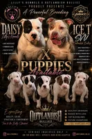 Snowball, a female American Bully for sale in Fridley, MN – 9 of 9