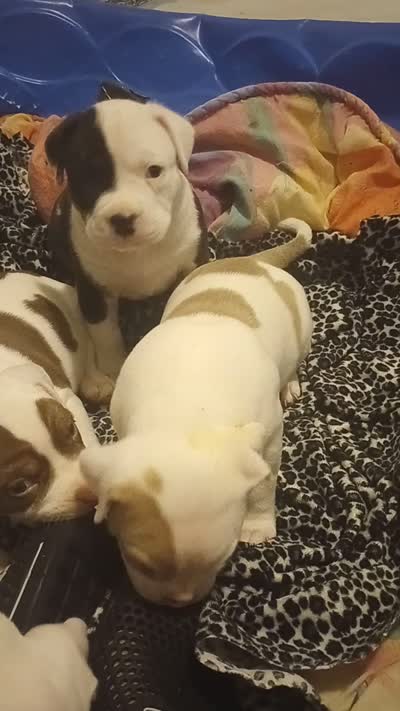 Cow-cow, a male American Bully for sale in Fridley, MN – 4 of 4