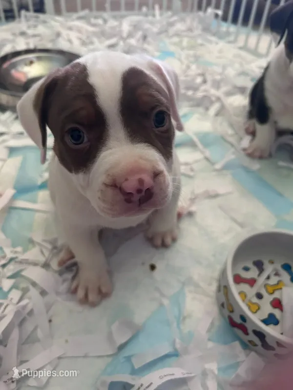 Chocolate Brown Burny – American Bully puppy for sale in Fridley, MN