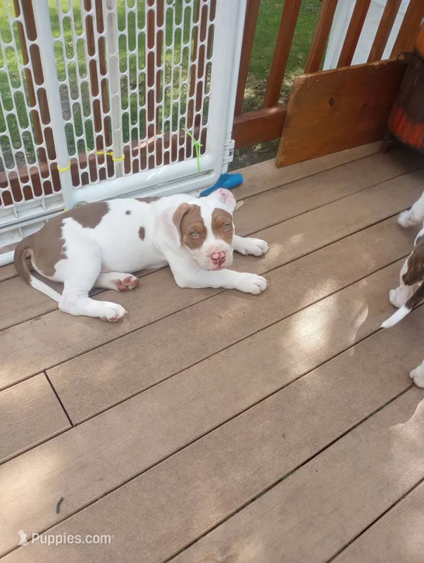 Chocolate Brown Burny – American Bully puppy for sale in Fridley, MN