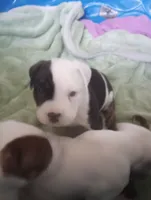 Cowcow, a female American Bully for sale in Fridley, MN – 5 of 7
