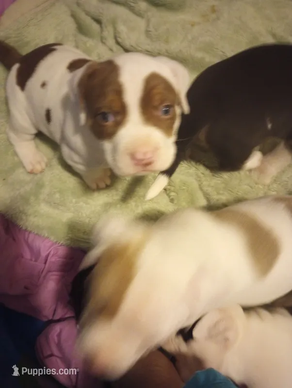 Chocolate Brown Burny – American Bully puppy for sale in Fridley, MN