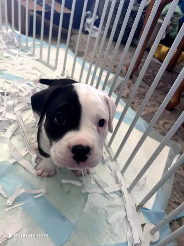 Cowcow – American Bully puppy for sale in Fridley, MN