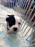 Cowcow, a female American Bully for sale in Fridley, MN – 1 of 7